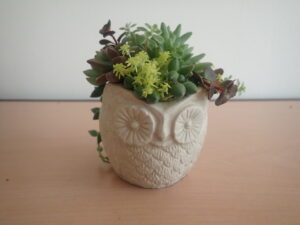 多肉寄せ植え講座1