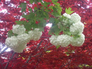 白い手毬のようなテマリカンボク