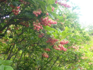 サラサドウダン