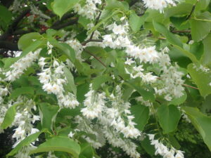 白い花のハクウンボク