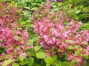 ピンクのタニウツギ