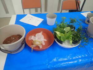 観葉植物寄せ植え講座2