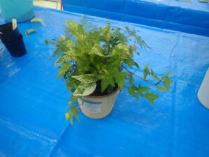 観葉植物寄せ植え