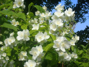 白い花のバイカウツギ