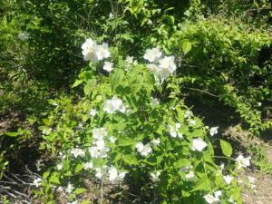 白い花のバイカウツギ