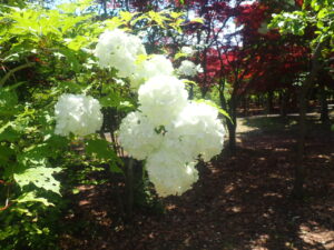 手毬のようなテマリカンボク