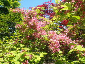 ピンクの花のタニウツギ