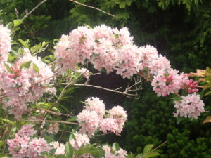 淡いピンクのタニウツギ