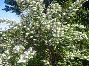白い小さな花のツカサウツギ