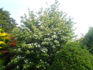 白い花のヤマボウシ