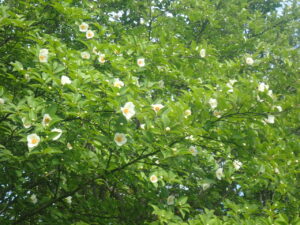 白い花のナツツバキ