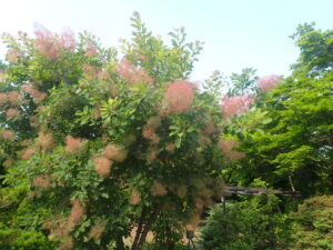 スモークツリー