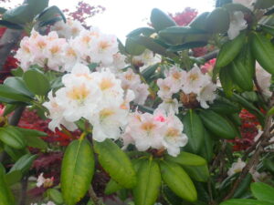 淡いピンクのハクサンシャクナゲ