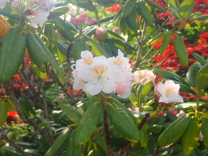 白い花のハクサンシャクナゲ