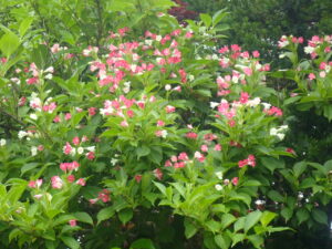 ピンクや白のハコネウツギ