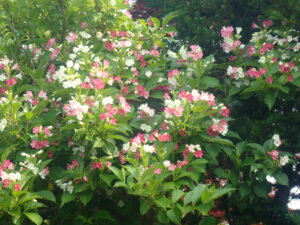 ピンクや白のハコネウツギ