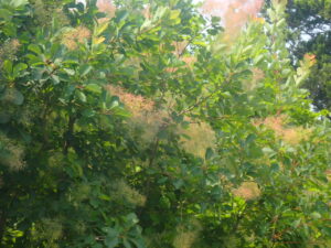 スモークツリー