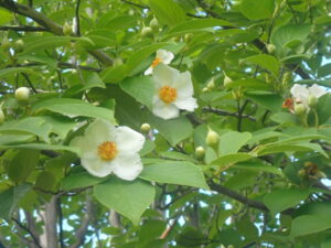 白い花のナツツバキ