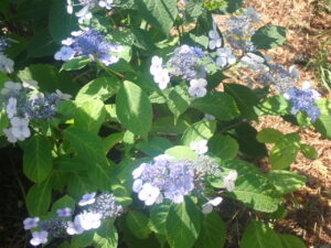 ムラサキ色のアマチャ