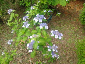 ヤマアジサイの変種のアマチャ