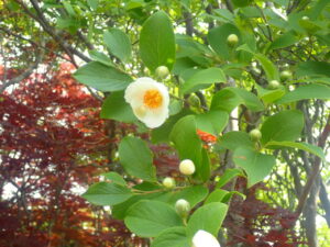 白い花のナツツバキ