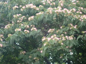 淡いピンクのネムノキの花