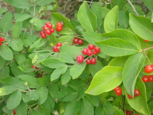 赤い無のヒョウタンボク