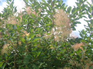 煙のようなスモークツリーの花