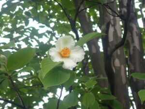 白い花のナツツバキ