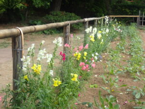 黄色、白やピンクの花のキンギョソウ