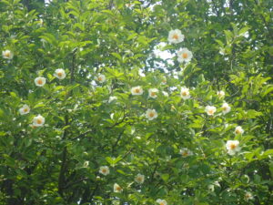 白い花のナツツバキ