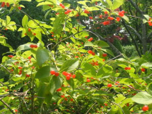 赤い実のヒョウタンボク