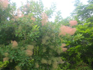 風に揺れるスモークツリー