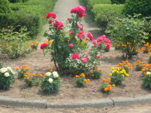 バラやマリーゴールドが咲いている西洋庭園の花壇