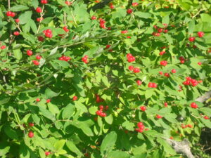 ホウタンボクの赤い実