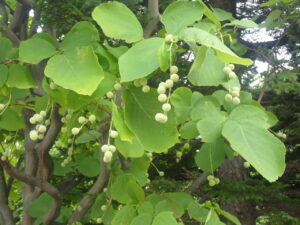 ハクウンボクの実