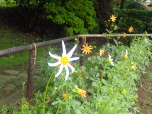 白やオレンジのダリア