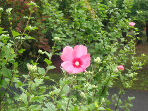 ピンク色のムクゲ