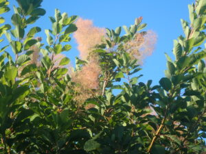 スモークツリー