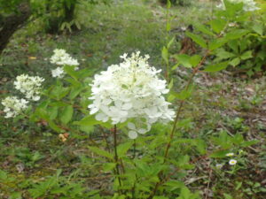 白い花のミナヅキ