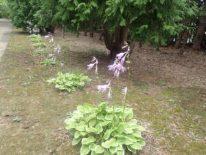 紫の花のギボウシ