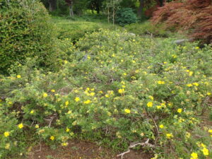 黄色い花のキンロバイ