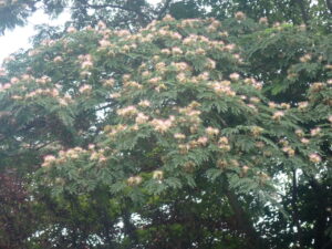 淡いピンクの花ネムノキ