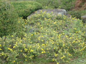 黄色い花のキンロバイ