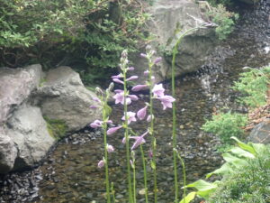 紫の花のギボウシ