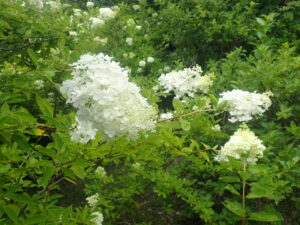 白い花のミナヅキ