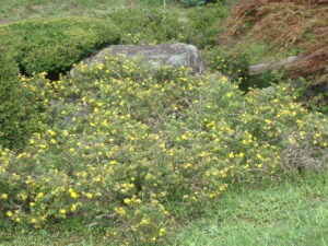 黄色い花のキンロバイ