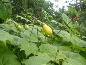 黄色い蕾のキレンゲショウマ