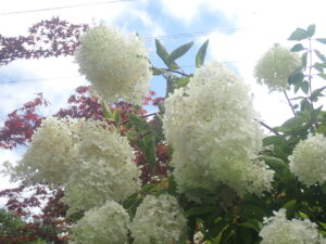 ミナヅキの白い花