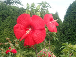 赤い花のタイタンビカス